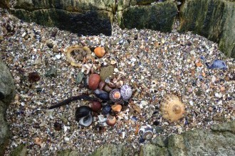 Sand und Muscheln